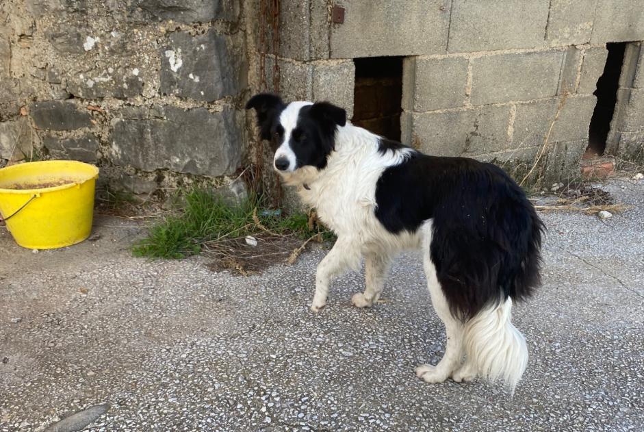 Fundmeldung Hund  Unbekannt Saint-Jean-et-Saint-Paul Frankreich