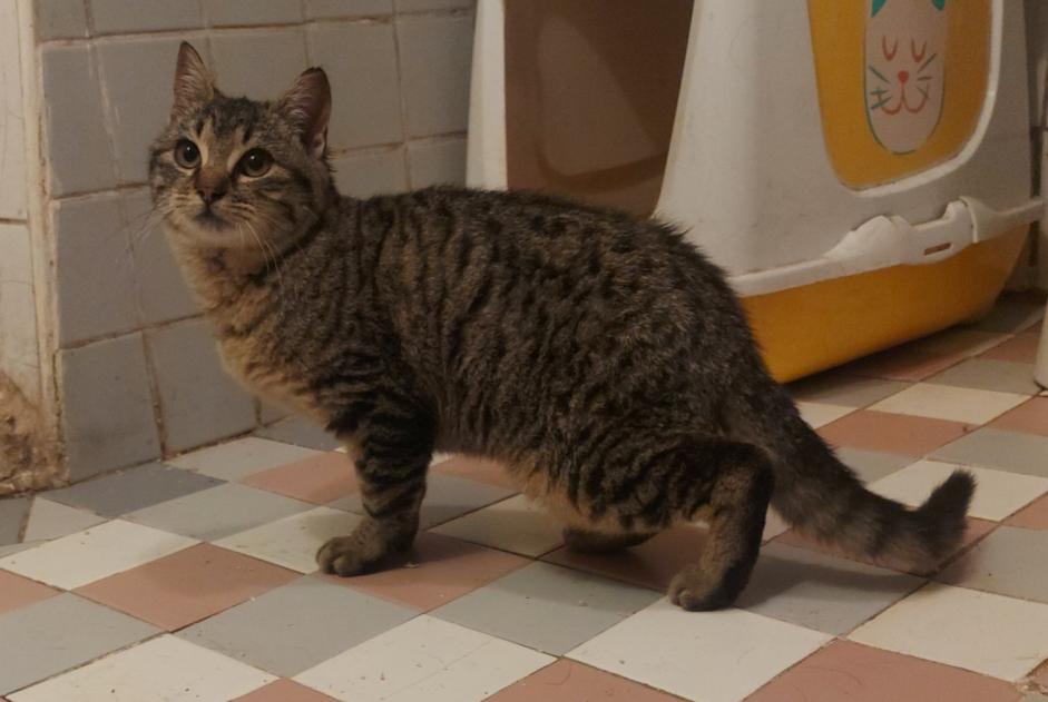Fundmeldung Katze Männliche Saint-Affrique Frankreich