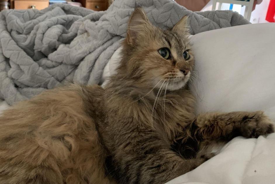 Fundmeldung Katze Weiblich Rodez Frankreich