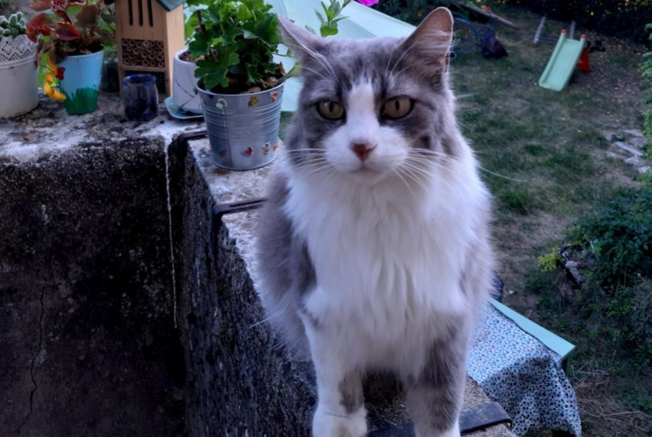 Vermisstmeldung Katze rassenmischung Weiblich , 8 jahre Rodelle Frankreich