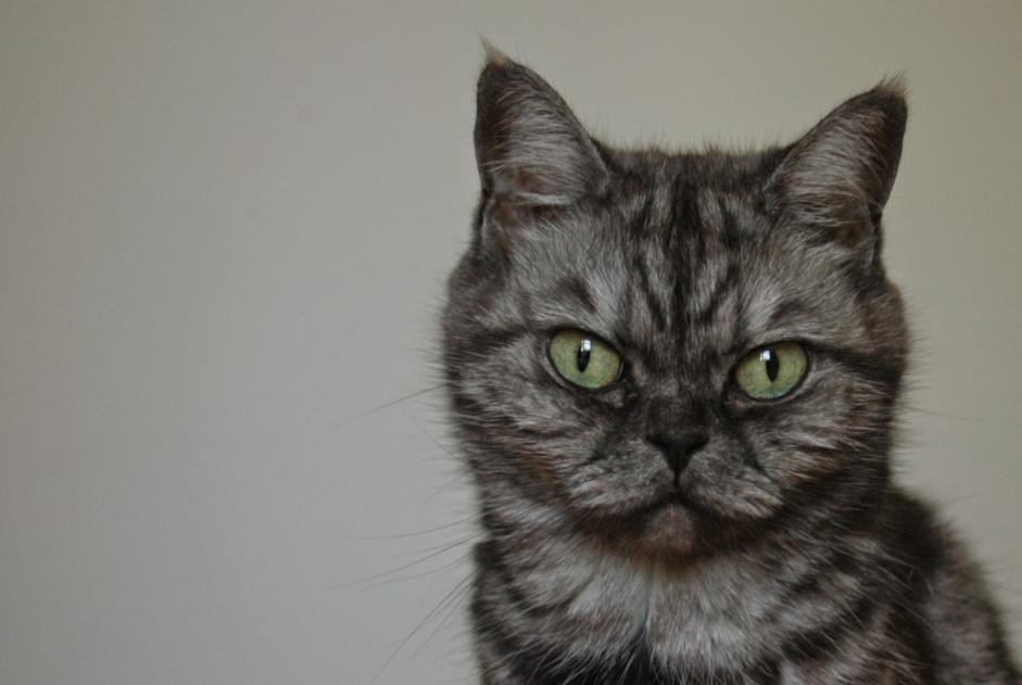 Vermisstmeldung Katze rassenmischung Weiblich , 14 jahre Millau Frankreich