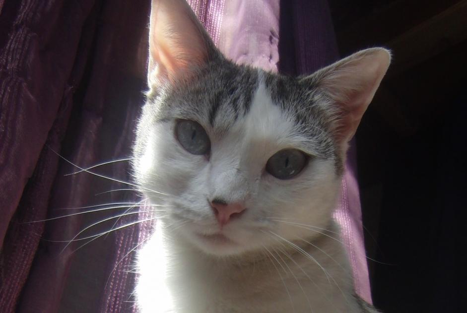 Vermisstmeldung Katze rassenmischung Weiblich , 4 jahre Villefranche-de-Rouergue Frankreich
