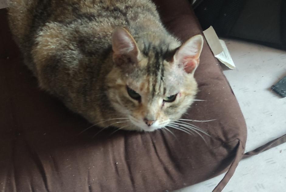 Discovery alert Cat miscegenation Female , 4 years Sauveterre-de-Rouergue France