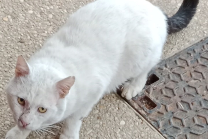 Discovery alert Cat Unknown Mandres-les-Roses France