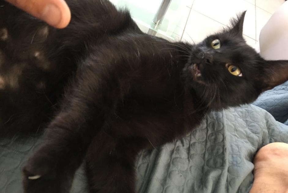 Disappearance alert Cat miscegenation Male , 4 years Saint-Georges-de-Luzençon France
