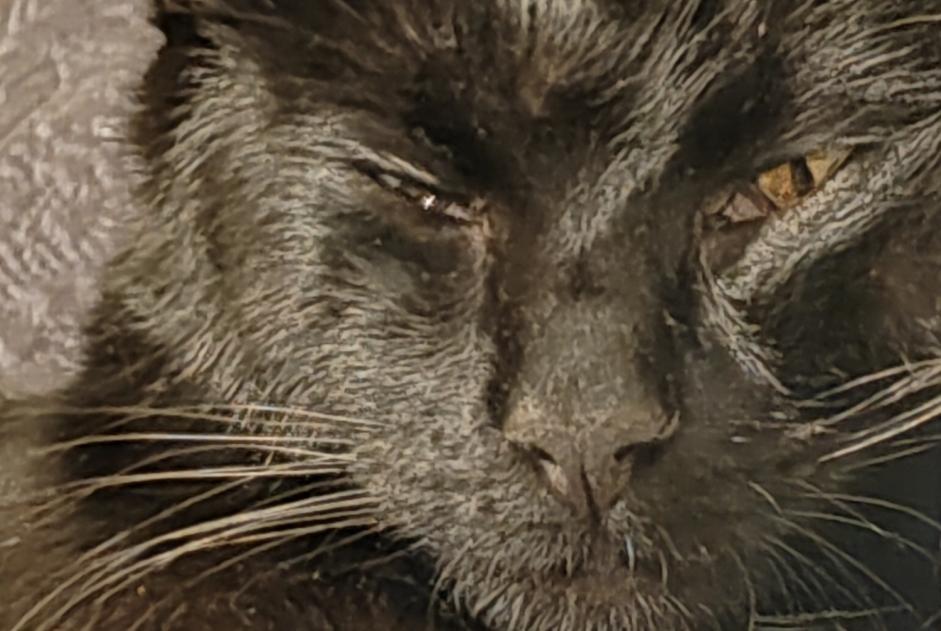 Disappearance alert Cat  Male , 1 years Saint-Chamond France