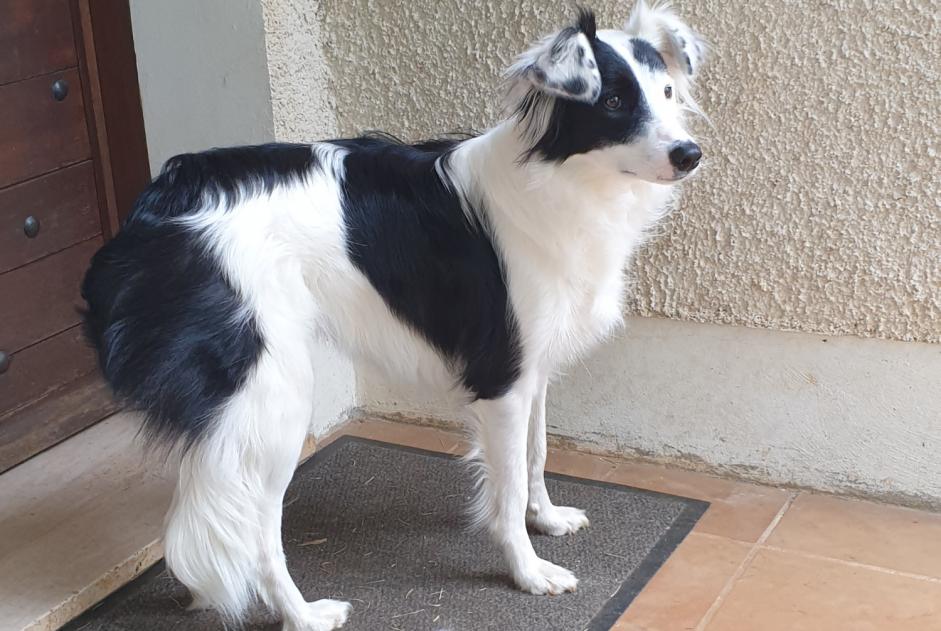 Disappearance alert Dog  Female , 4 years Villefranche-de-Rouergue France