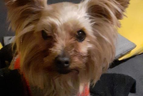 Disappearance alert Dog  Female , 8 years Villefranche-de-Lauragais France