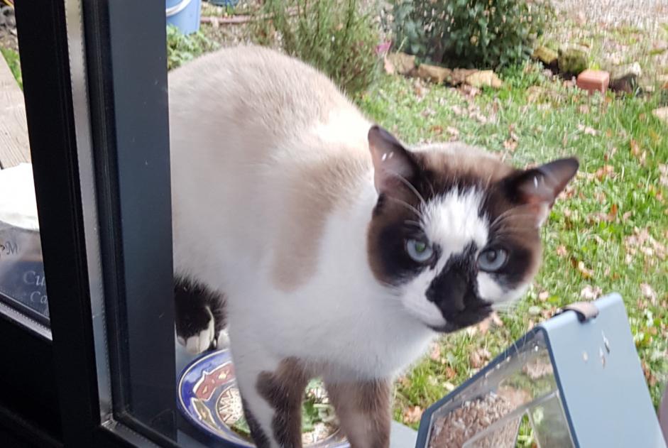 Alerta de Hallazgo Gato cruce Desconocido Salles-la-Source Francia