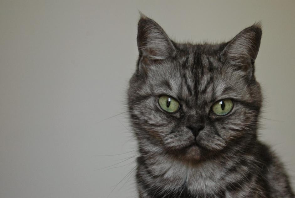 Alerte Disparition Chat croisement Femelle , 14 ans Millau France