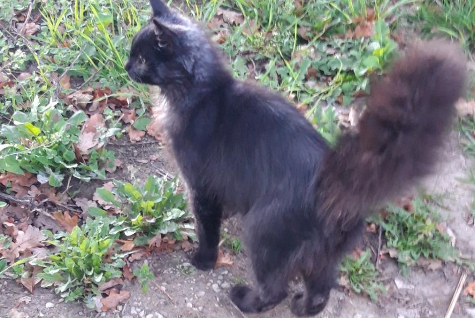 Alerte Disparition Chat Mâle , 0 ans Canet-de-Salars France Alerte Disparition Chat Mâle , 0 ans Canet-de-Salars France