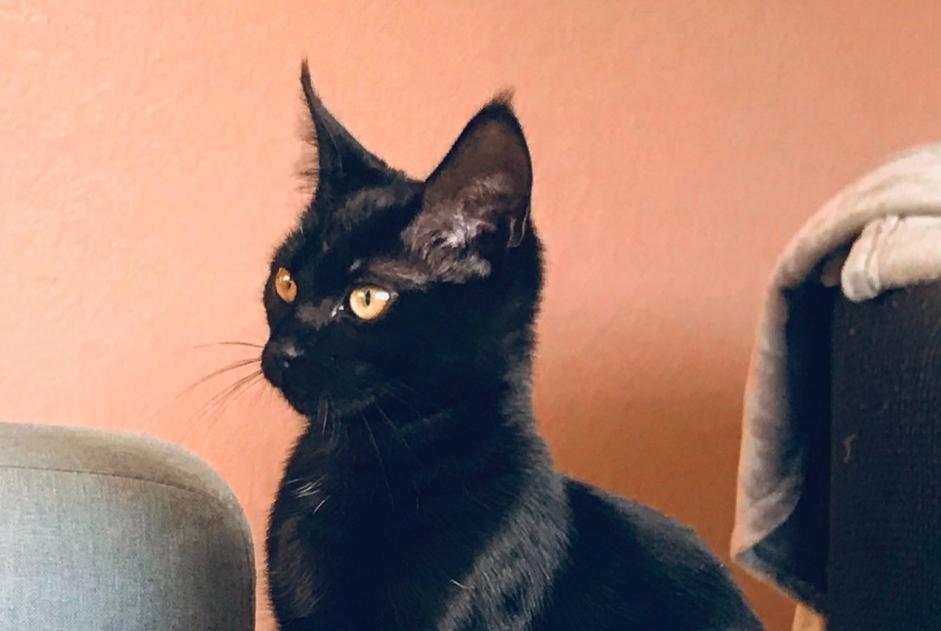 Alerte Disparition Chat croisement Femelle , 4 ans Gragnague France