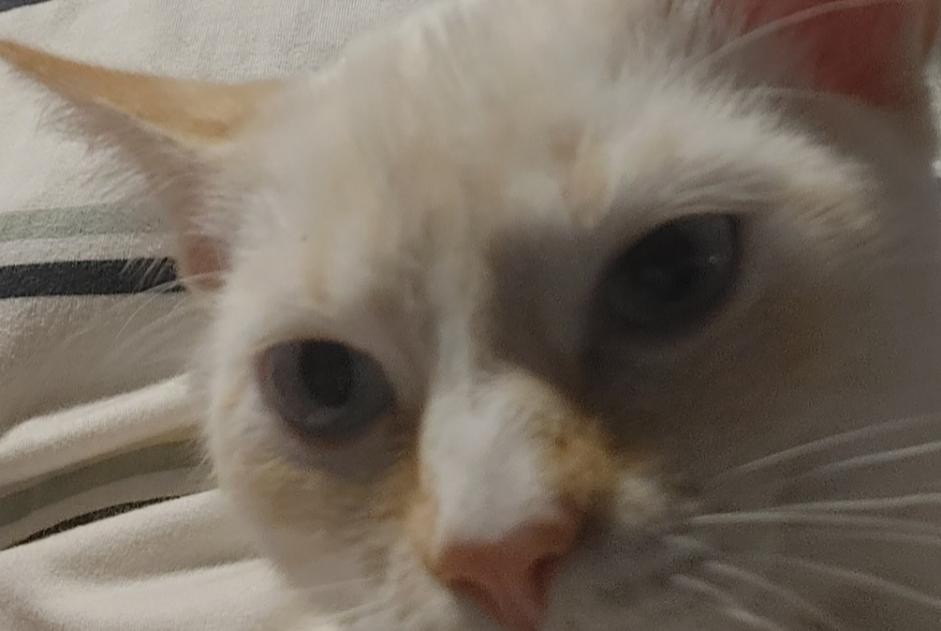 Alerte Découverte Chat  Mâle Rodez France