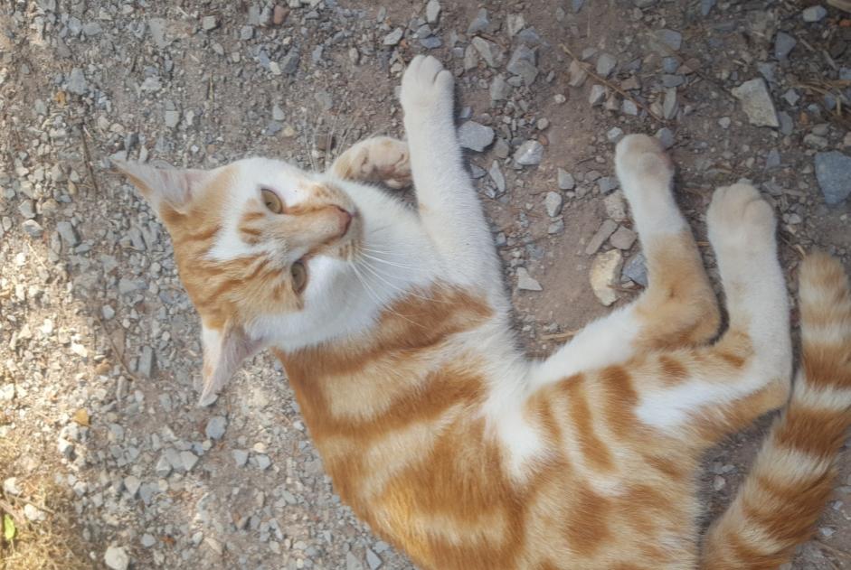 Alerte Découverte Chat Mâle Olemps France Alerte Découverte Chat Mâle Olemps France