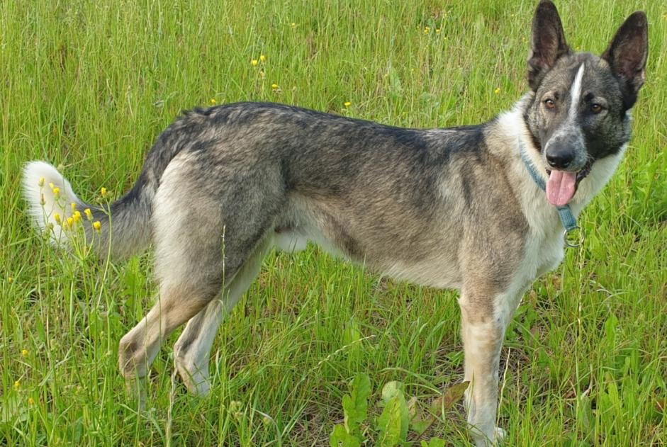 Alerte Disparition Chien croisement Mâle , 6 ans Colombies France Alerte Disparition Chien croisement Mâle , 6 ans Colombies France