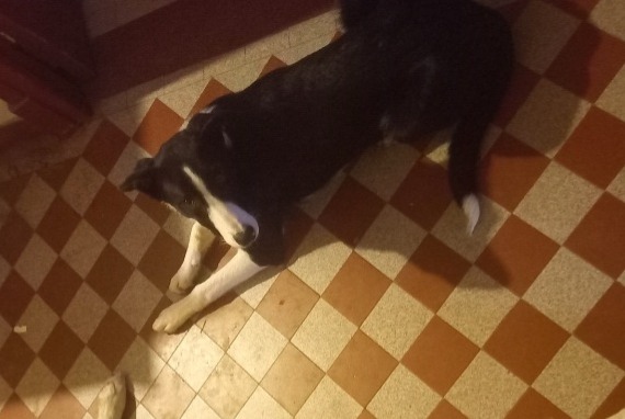 Alerte Disparition Chien Femelle , 0 ans Villefranche-de-Rouergue France Alerte Disparition Chien Femelle , 0 ans Villefranche-de-Rouergue France