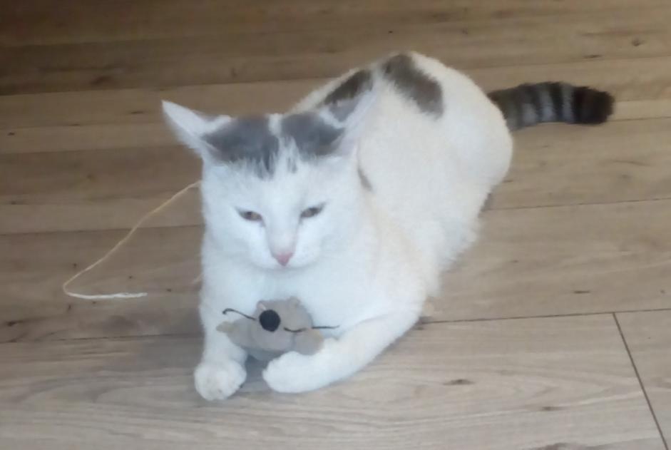Verdwijningsalarm Kat Mannetje , 2 jaar Sébazac-Concourès Frankrijk Verdwijningsalarm Kat Mannetje , 2 jaar Sébazac-Concourès Frankrijk