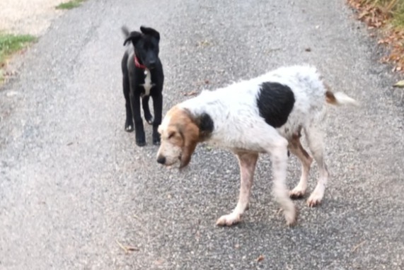 Alerta descoberta Cão Fêmea Saujac France