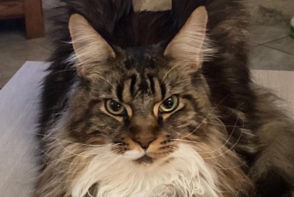 Alerta desaparecimento Gato  Macho , 5 anos Sévérac-d'Aveyron France